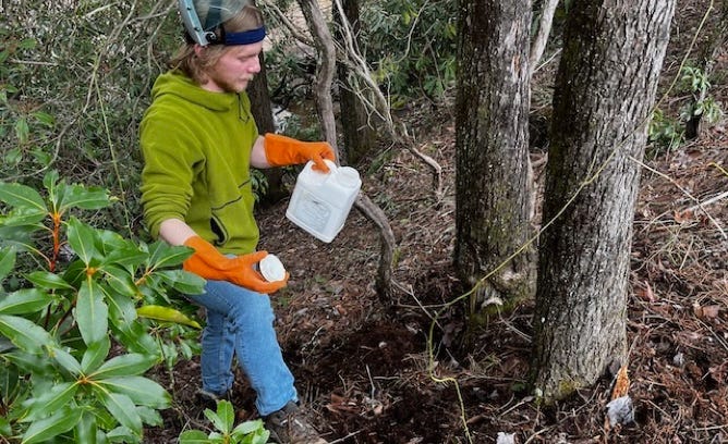 Hemlock wooly adelgid treatment and management by certified arborists